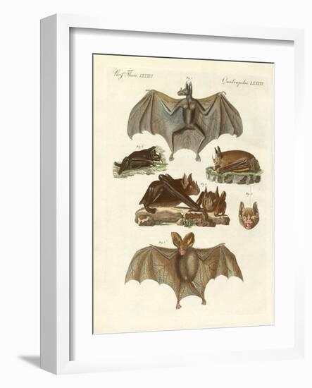 Rare Bats-null-Framed Giclee Print