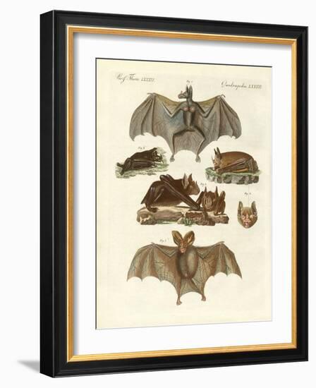 Rare Bats-null-Framed Giclee Print