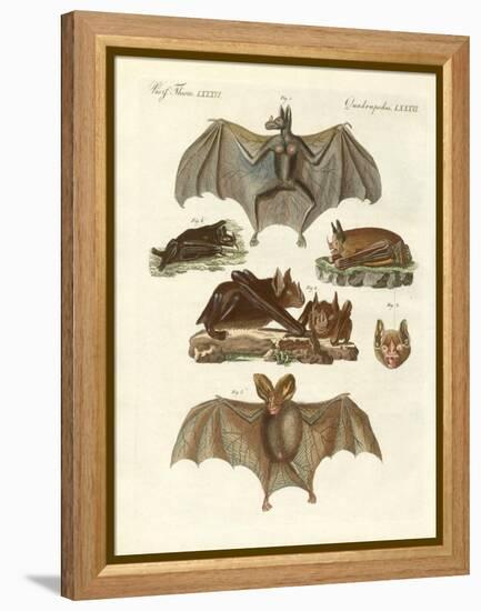 Rare Bats-null-Framed Premier Image Canvas