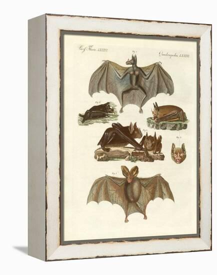 Rare Bats-null-Framed Premier Image Canvas