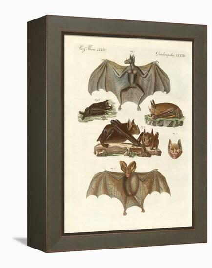 Rare Bats-null-Framed Premier Image Canvas