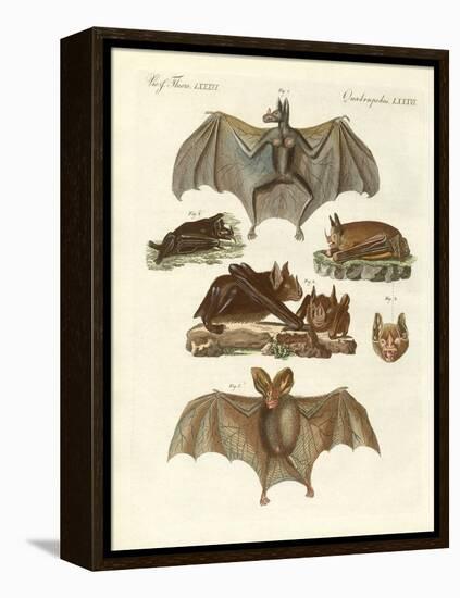 Rare Bats-null-Framed Premier Image Canvas