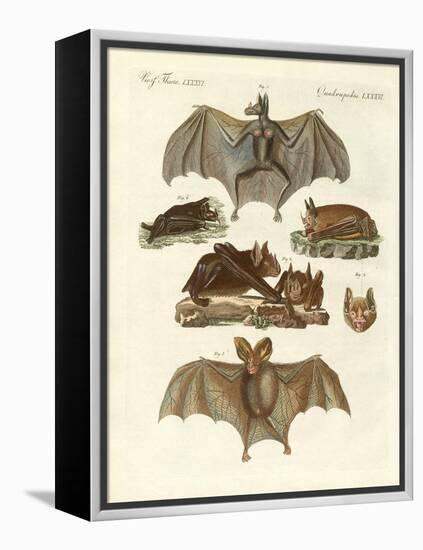 Rare Bats-null-Framed Premier Image Canvas