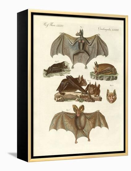 Rare Bats-null-Framed Premier Image Canvas