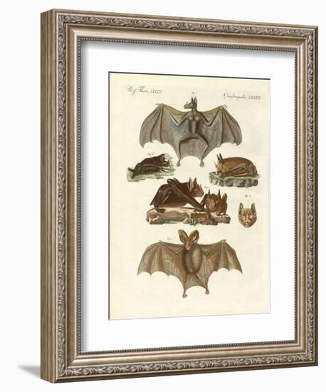 Rare Bats-null-Framed Giclee Print