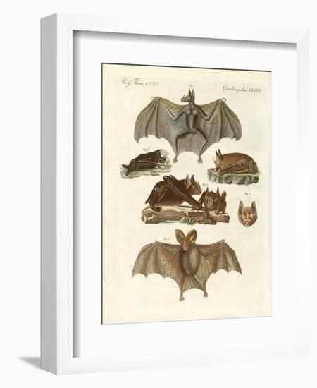 Rare Bats-null-Framed Giclee Print