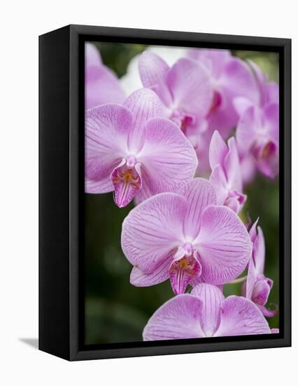 Rare, beautiful orchids bloom in a Florida garden-Dana Hoff-Framed Premier Image Canvas