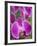 Rare, beautiful orchids bloom in a Florida garden-Dana Hoff-Framed Photographic Print