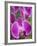 Rare, beautiful orchids bloom in a Florida garden-Dana Hoff-Framed Photographic Print