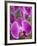 Rare, beautiful orchids bloom in a Florida garden-Dana Hoff-Framed Photographic Print