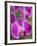 Rare, beautiful orchids bloom in a Florida garden-Dana Hoff-Framed Photographic Print