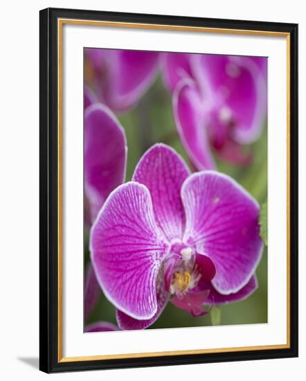 Rare, beautiful orchids bloom in a Florida garden-Dana Hoff-Framed Photographic Print