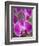 Rare, beautiful orchids bloom in a Florida garden-Dana Hoff-Framed Photographic Print