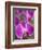 Rare, beautiful orchids bloom in a Florida garden-Dana Hoff-Framed Photographic Print