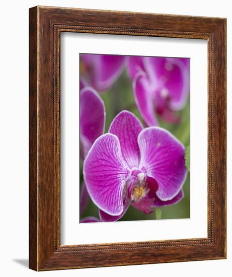 Rare, beautiful orchids bloom in a Florida garden-Dana Hoff-Framed Photographic Print