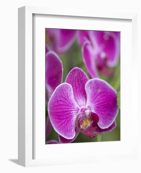 Rare, beautiful orchids bloom in a Florida garden-Dana Hoff-Framed Photographic Print