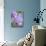 Rare, beautiful orchids bloom in a Florida garden-Dana Hoff-Photographic Print displayed on a wall