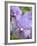 Rare, beautiful orchids bloom in a Florida garden-Dana Hoff-Framed Photographic Print