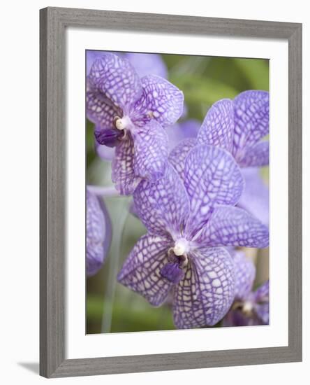 Rare, beautiful orchids bloom in a Florida garden-Dana Hoff-Framed Photographic Print