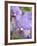 Rare, beautiful orchids bloom in a Florida garden-Dana Hoff-Framed Photographic Print