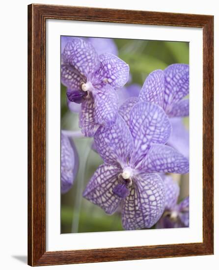 Rare, beautiful orchids bloom in a Florida garden-Dana Hoff-Framed Photographic Print