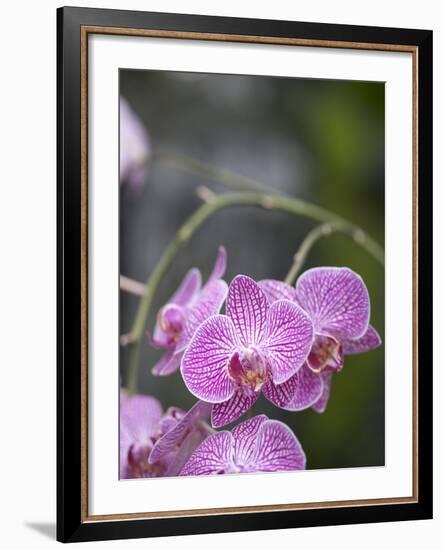 Rare, beautiful orchids bloom in a Florida garden-Dana Hoff-Framed Photographic Print