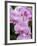 Rare, beautiful orchids bloom in a Florida garden-Dana Hoff-Framed Photographic Print