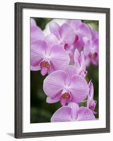 Rare, beautiful orchids bloom in a Florida garden-Dana Hoff-Framed Photographic Print