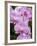 Rare, beautiful orchids bloom in a Florida garden-Dana Hoff-Framed Photographic Print