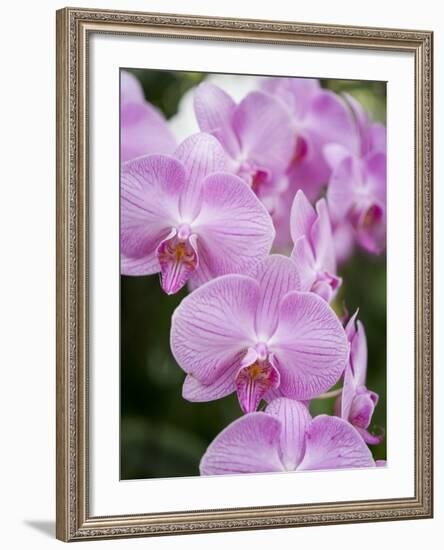 Rare, beautiful orchids bloom in a Florida garden-Dana Hoff-Framed Photographic Print