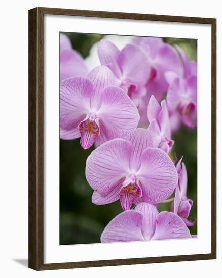 Rare, beautiful orchids bloom in a Florida garden-Dana Hoff-Framed Photographic Print