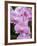 Rare, beautiful orchids bloom in a Florida garden-Dana Hoff-Framed Photographic Print