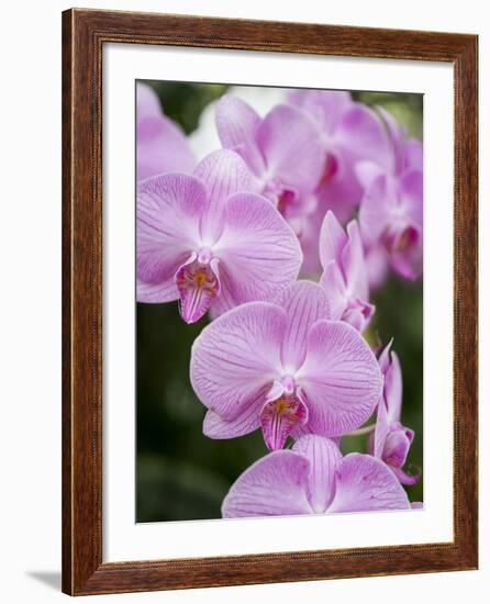 Rare, beautiful orchids bloom in a Florida garden-Dana Hoff-Framed Photographic Print