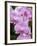 Rare, beautiful orchids bloom in a Florida garden-Dana Hoff-Framed Photographic Print