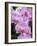 Rare, beautiful orchids bloom in a Florida garden-Dana Hoff-Framed Photographic Print