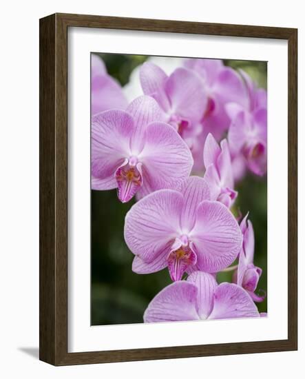 Rare, beautiful orchids bloom in a Florida garden-Dana Hoff-Framed Photographic Print