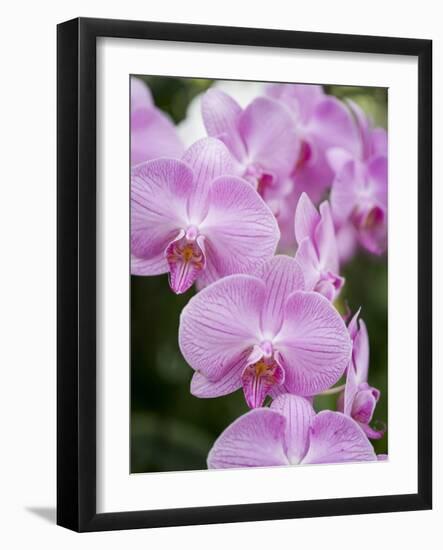 Rare, beautiful orchids bloom in a Florida garden-Dana Hoff-Framed Photographic Print