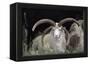 Rare Breed Domestic Churro Sheep, New Mexico-John Cancalosi-Framed Premier Image Canvas