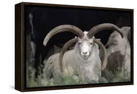 Rare Breed Domestic Churro Sheep, New Mexico-John Cancalosi-Framed Premier Image Canvas