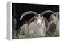 Rare Breed Domestic Churro Sheep, New Mexico-John Cancalosi-Framed Premier Image Canvas