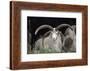 Rare Breed Domestic Churro Sheep, New Mexico-John Cancalosi-Framed Photographic Print