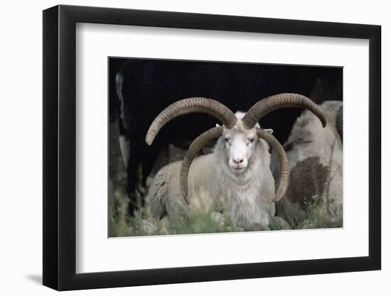 Rare Breed Domestic Churro Sheep, New Mexico-John Cancalosi-Framed Photographic Print