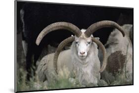 Rare Breed Domestic Churro Sheep, New Mexico-John Cancalosi-Mounted Photographic Print