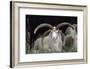 Rare Breed Domestic Churro Sheep, New Mexico-John Cancalosi-Framed Photographic Print