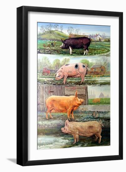 Rare Breed Pigs, 2009-Alex Williams-Framed Giclee Print