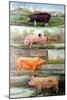 Rare Breed Pigs, 2009-Alex Williams-Mounted Giclee Print