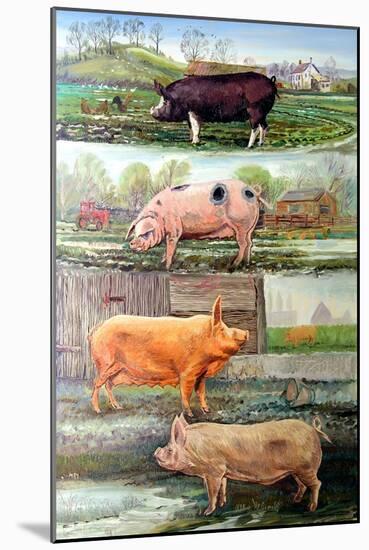 Rare Breed Pigs, 2009-Alex Williams-Mounted Giclee Print