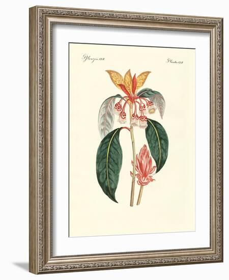 Rare Chinese Plants-null-Framed Giclee Print