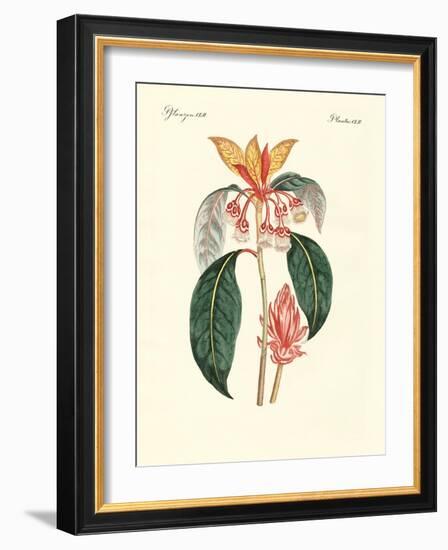 Rare Chinese Plants-null-Framed Giclee Print
