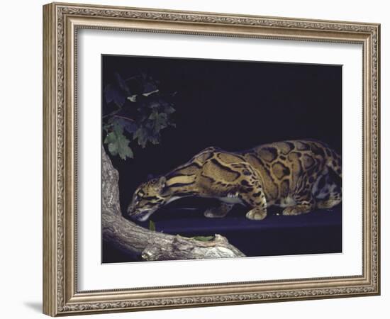 Rare Clouded Leopard Crouching near Tree, Asia-Nina Leen-Framed Photographic Print